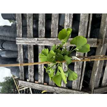 MIŁORZĄB MARIIKEN szczepiony na pniu odporny na mróz - sadzonki 120 / 140 cm